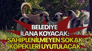 Belediye ilana koyacak: Sahiplenilmeyen sokak köpekleri uyutulacak