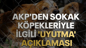 AKP'den sokak köpekleriyle ilgili 'uyutma' açıklaması