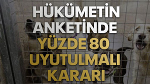 Hükümet anket yaptı: Yüzde 80 uyutulmalı!