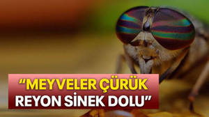 "Meyveler çürük, reyon sinek dolu"