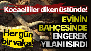 Kocaelililer diken üstünde! Evinin bahçesinde engerek yılanı ısırdı