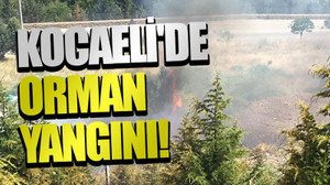 Kocaeli'de orman yangını!