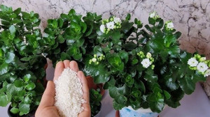 Toz haline getirip çiçeklerin dibine ekleyin... Saksıya eklenirse çiçek daha hızlı büyüyor