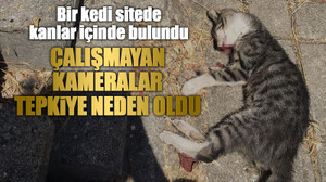 Bir kedi sitede kanlar içinde bulundu, Çalışmayan kameralar tepkiye neden oldu
