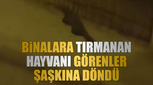 Binalara tırmanan hayvanı görenler şaşkına döndü