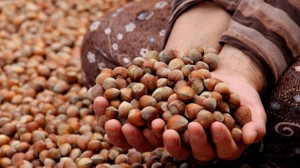 Düzce’de 6 bin 40 ton fındık ihraç edildi