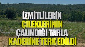 İzmitlilerin çileklerinin çalındığı tarla kaderine terk edildi