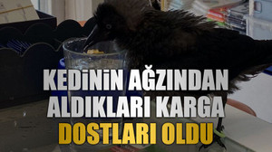 Kedinin ağzından aldıkları karga dostları oldu
