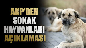 AKP'den sokak hayvanları açıklaması