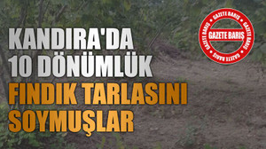 Kandıra'da 10 dönümlük fındık tarlasını soymuşlar