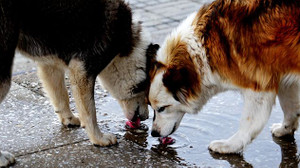 CHP Çayırova sokak köpekleri için harekete geçti!