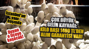 Çok büyük gelir kaynağı: Kilo başı 1400 TL’den alım garantisi var! Duyan, bu ilçeye koşacak! İstanbul’un yanı başında