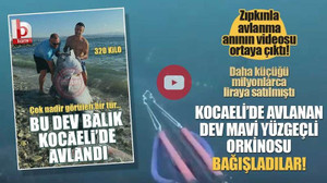 Daha küçüğü milyonlarca lira etmişti! Kocaeli’de avlanan, dev mavi yüzgeçli orkinosu bağışladılar! Balığın avlanma anı kamerada...