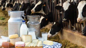 TÜİK Süt ve Süt Ürünleri Üretimi verilerini paylaştı