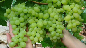 Üzümü o şekilde yemek kansere iyi geliyor!