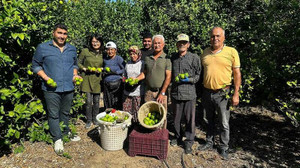 Limonun ihracat yolculuğu
