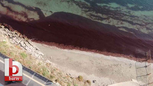 Marmara’da kırmızı yosun alarmı