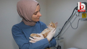 Büyükşehir yavru kedi sahip çıktı