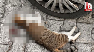 İzmit’teki bu sitede kedilerin canına kast ediyorlar!