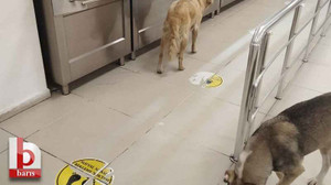 Kocaeli’de KYK yemekhanesini köpekler bastı