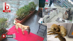 İstanbul'da ölmek üzere olan yavrusunu, veteriner kliniğine götürdü! Bakın sonra neler oldu
