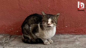 Vatandaştan İzmit Belediyesine kedi tepkisi!