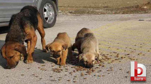 Bakanlık duyurdu: Belediyelere köpek başına ceza kesilecek