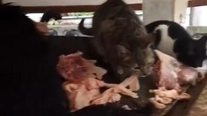 Gölcük'te abdesthaneyi barınağa çevirdiler! Etler ortaya saçıldı