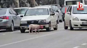 Kocaeli'de dehşet: Başıboş pitbull, köpeği parçaladı!