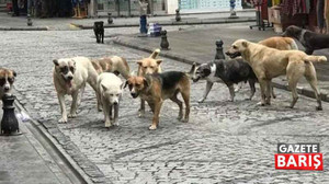 Bakanlık valiliklere talimat verdi: Sahipsiz köpekler toplanacak