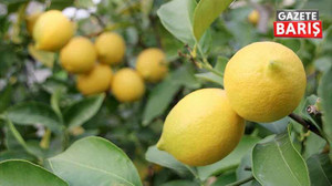 Türk limonunun ihracatı yasaklandı!