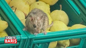 İzmit'teki markette fareler cirit atıyor!