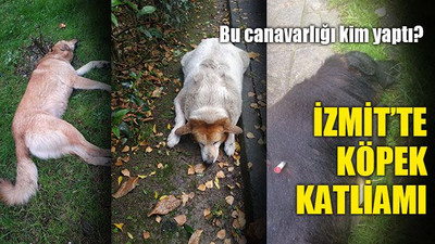 İzmit'te köpek katliamı