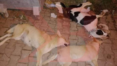 Karamürsel’dekiler köpek değil mi?