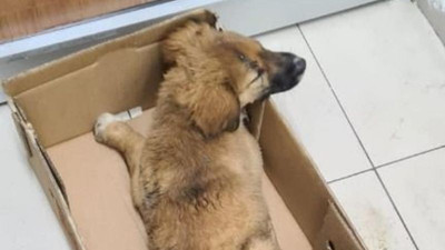 Yavru köpeğe vicdansızlık üstüne vicdansızlık!