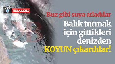 Balık tutmak için gittikleri denizden koyun çıkardılar!