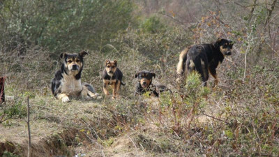 "Çiğ etle beslenen, taş ve sopalarla vurulan köpekler..."