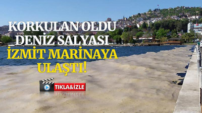 Korkulan oldu, deniz salyası, İzmit Marinaya ulaştı!