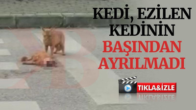 İzmit'te kedi, ezilen kedinin başından ayrılmadı
