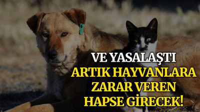 Gece yasalaştı, artık hayvanlara zarar veren hapse girecek!