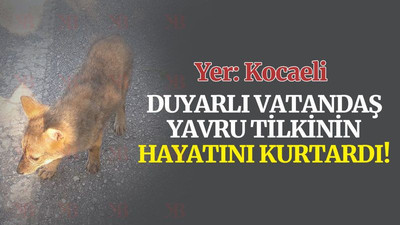 Duyarlı vatandaş yavru tilkinin hayatını kurtardı!