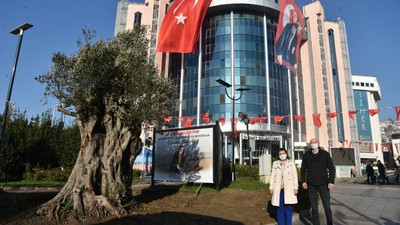 Hürriyet zeytinliklerin peşini bırakmıyor!
