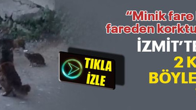 Şarkı gerçek oldu, İzmit’te fare 2 kediye böyle kafa tuttu