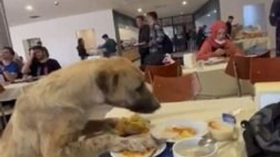Görüntüler yemekhaneden… KOÜ’de köpekler artık öğrencilerle yiyor!