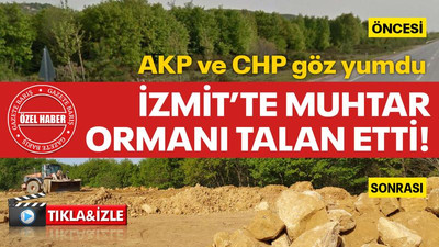 AKP ve CHP göz yumdu... İzmit’te muhtar ormanı talan etti!