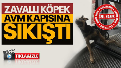 Zavallı köpek AVM kapısına sıkıştı!