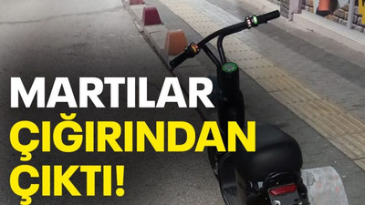 Martılar çığırından çıktı