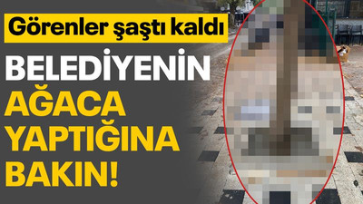Görenler şaştı kaldı... Belediyenin ağaca yaptığına bakın!