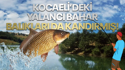 Kocaeli’deki yalancı bahar, balıkları da kandırmış!