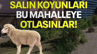 Salın koyunları bu mahalleye otlasınlar!
